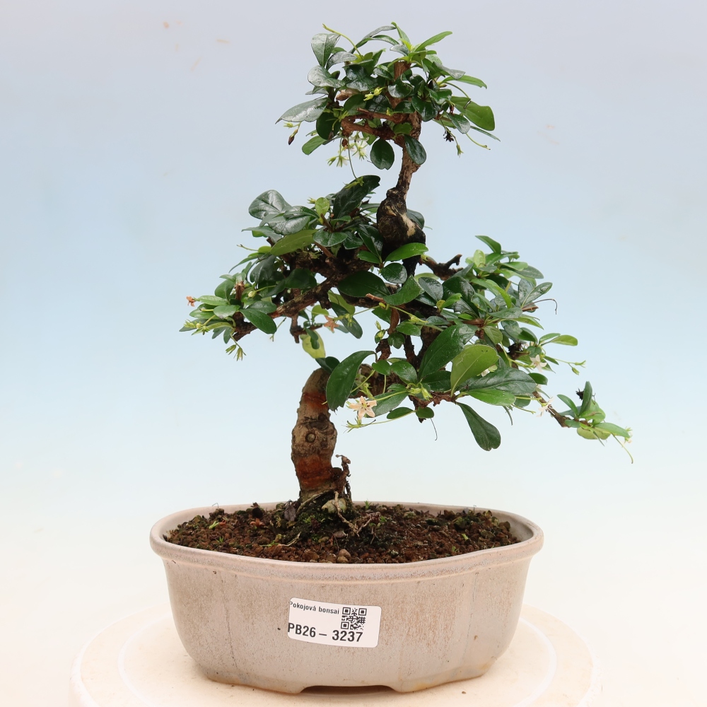 Szobai bonsai - Carmona macrophylla - Tea fuki