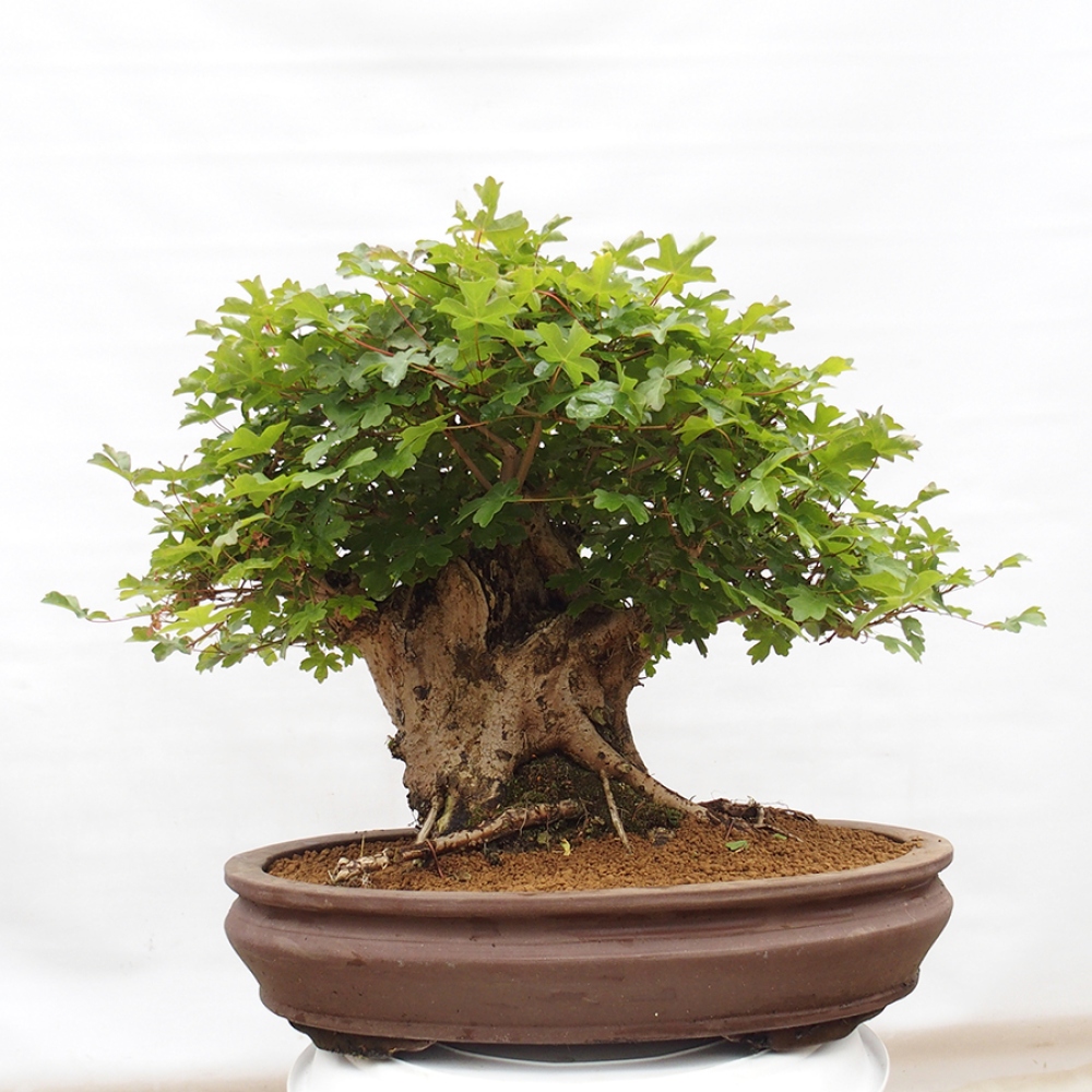 Kültéri bonsai - Acer Campestre - Maple babyka