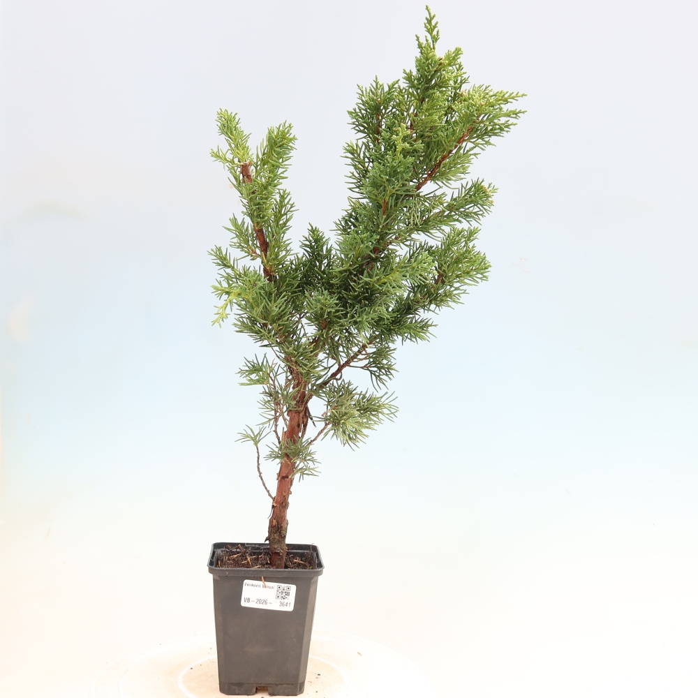 Kültéri bonsai - Juniperus chinensis Kishu