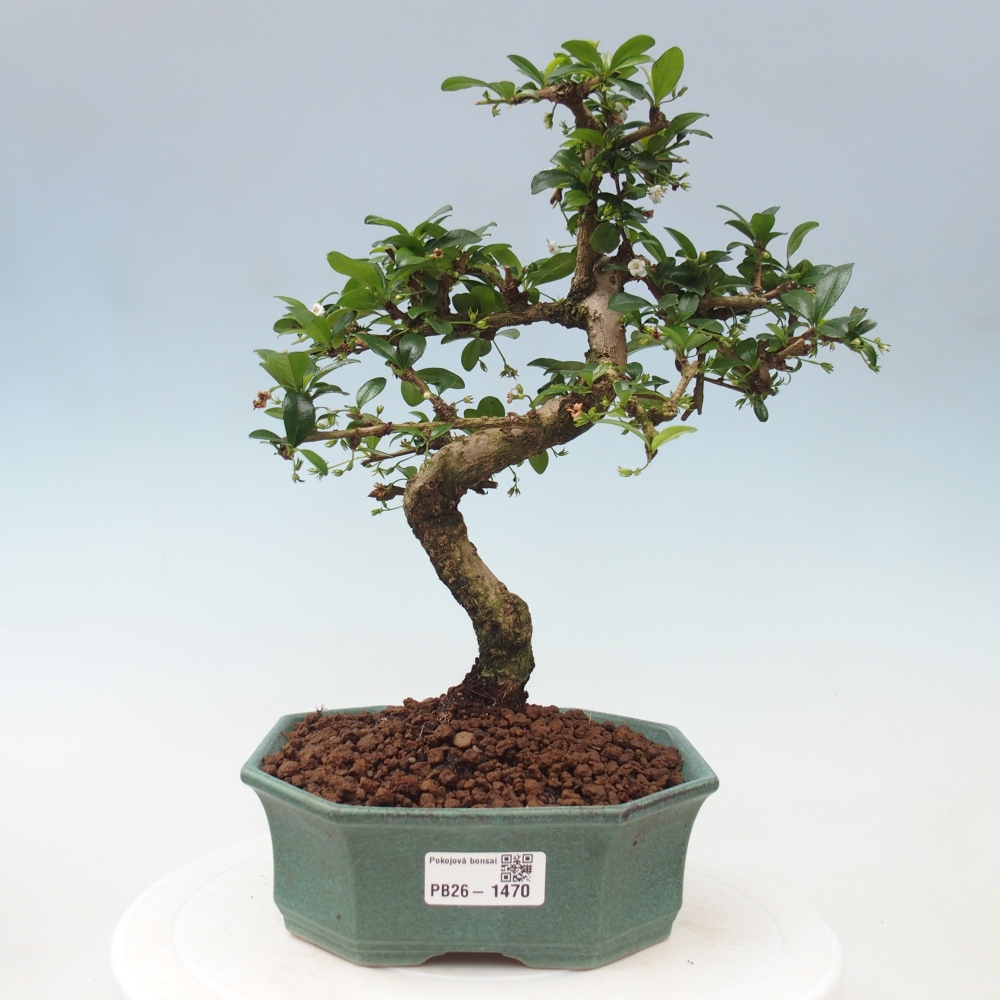 Szobai bonsai - Carmona macrophylla - Tea fuki