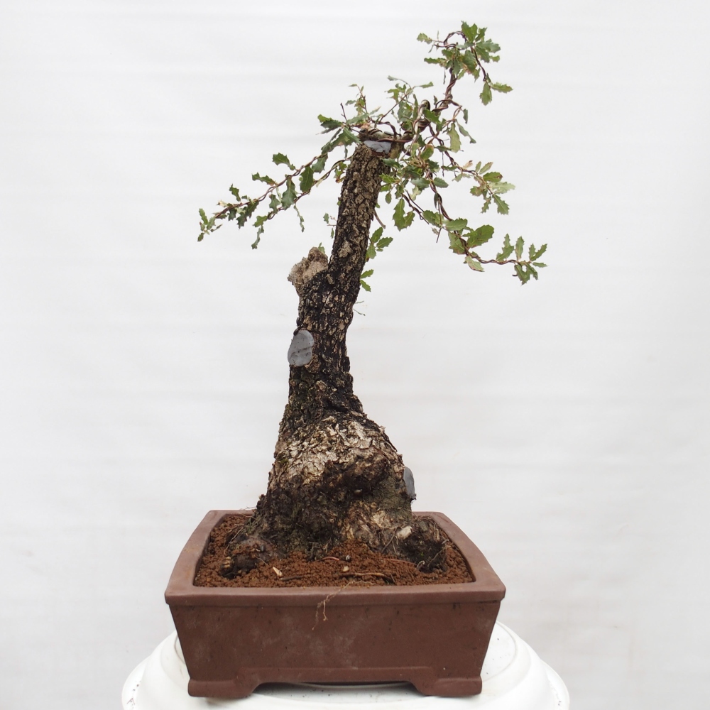 Yamadori - Quercus Ilex - Tölgy magyal