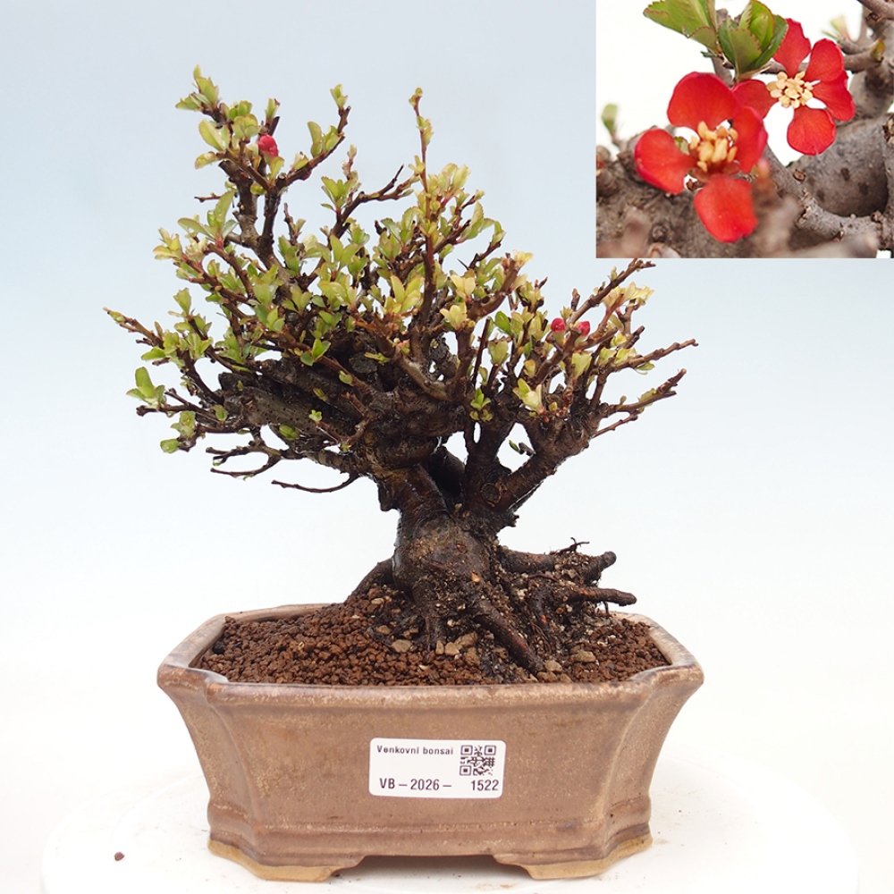 Kültéri bonsai - Chaneomeles speciosa - birs