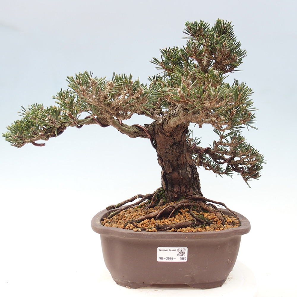 Kültéri bonsai - Pinus thunbergii Kotobuki - Thunberg fenyő