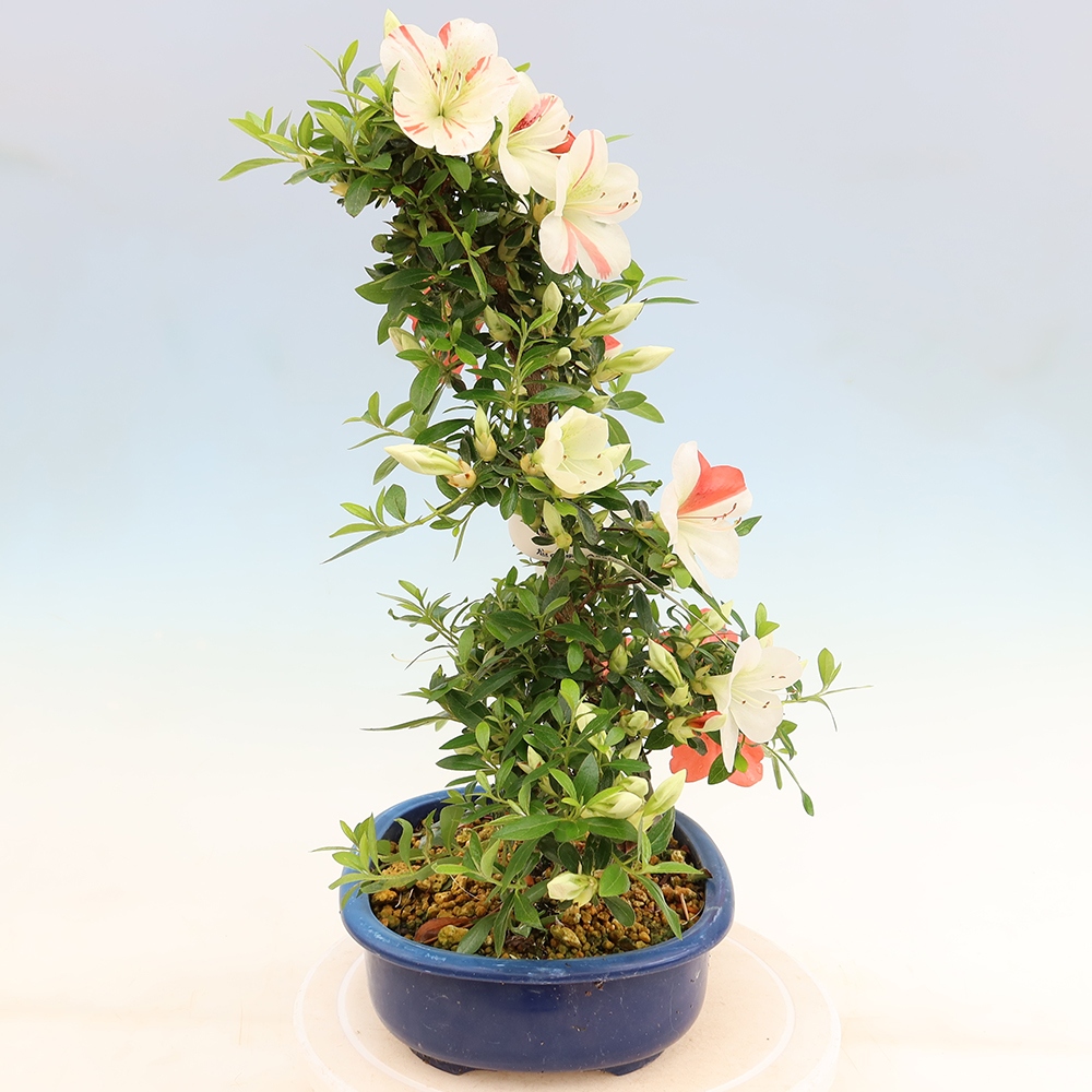 Kültéri bonsai - Japán azálea - Azálea Asahi-no-izumi
