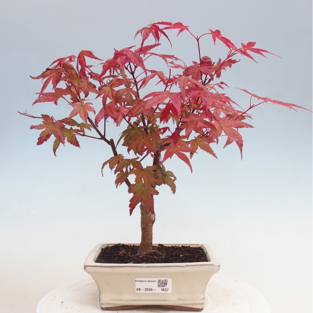 Kültéri bonsai - Acer palmatum DESHOJO