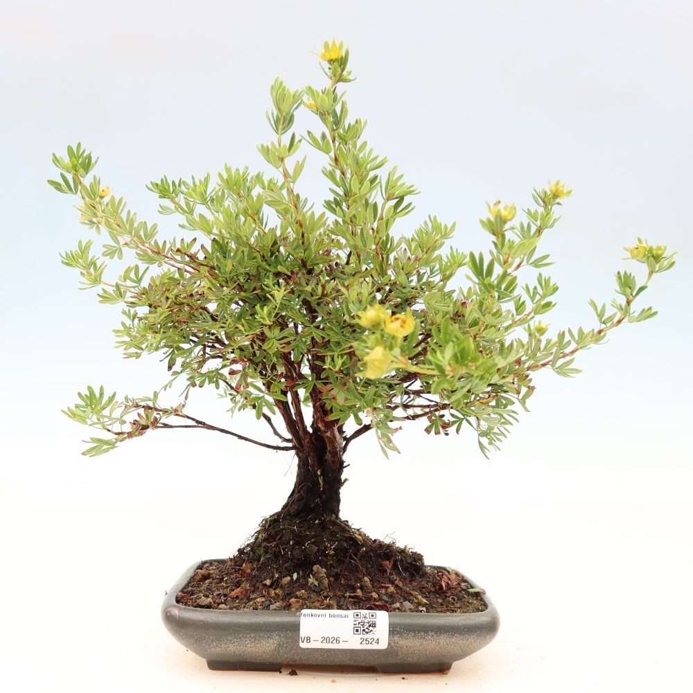 Kültéri bonsai - Potentila fruticosa