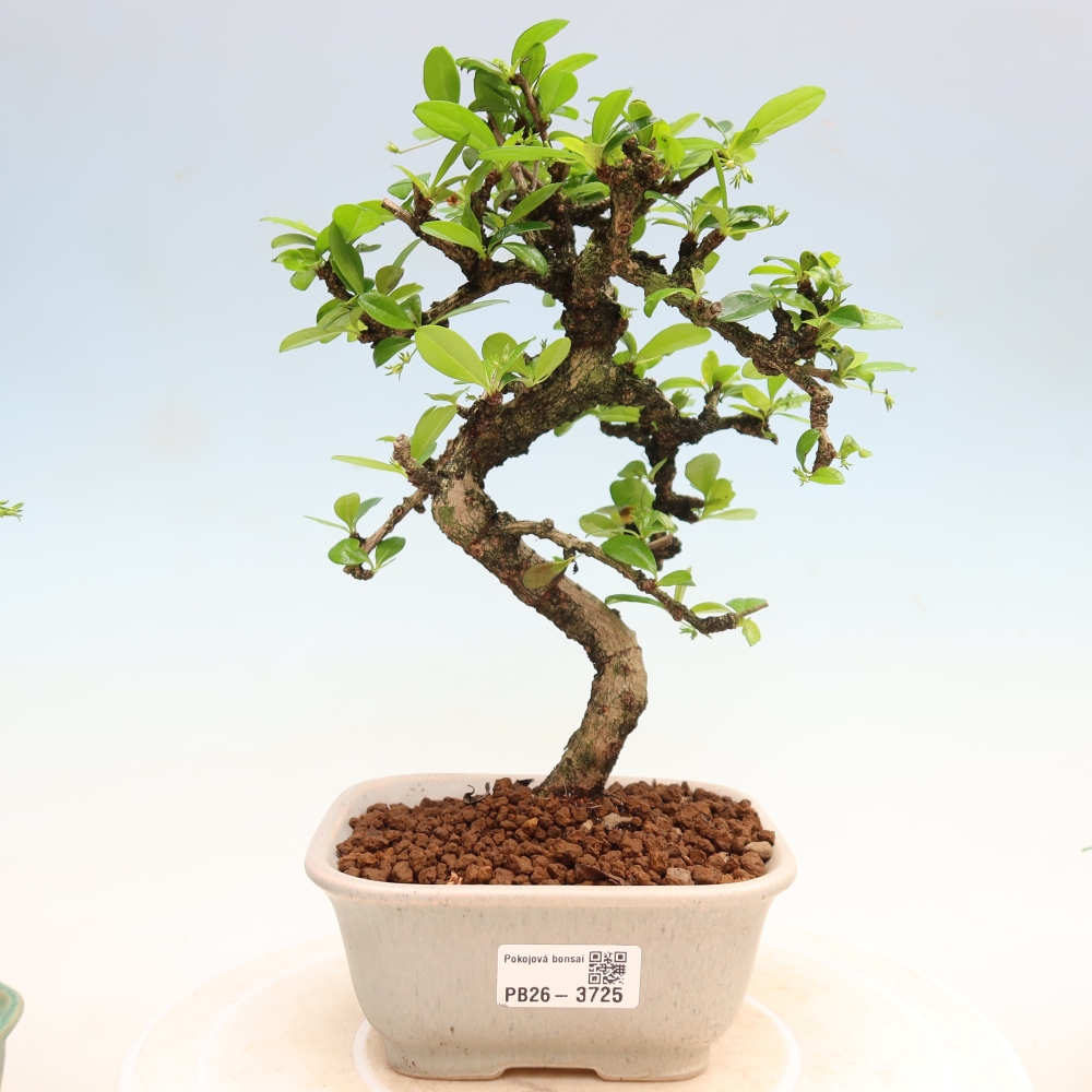 Szobai bonsai - Carmona macrophylla - Tea fuki