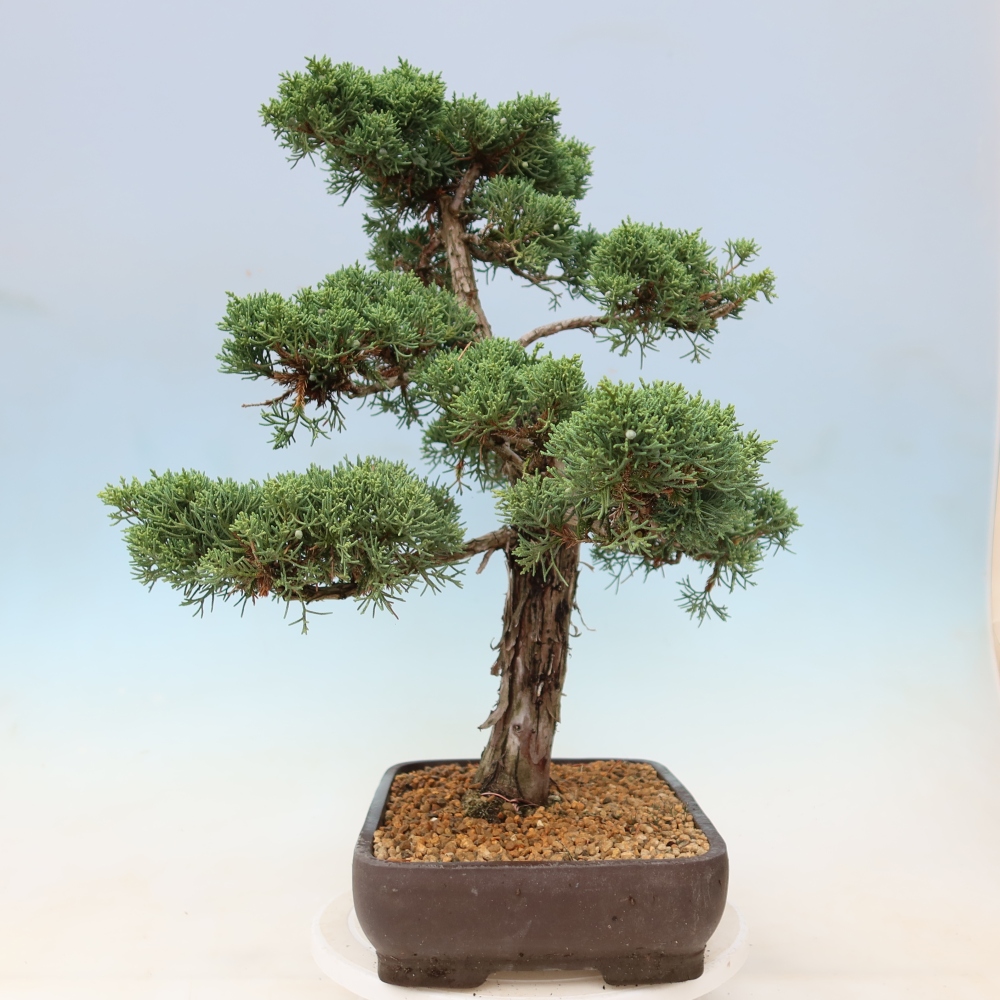 Kültéri bonsai - Juniperus chinensis Kishu