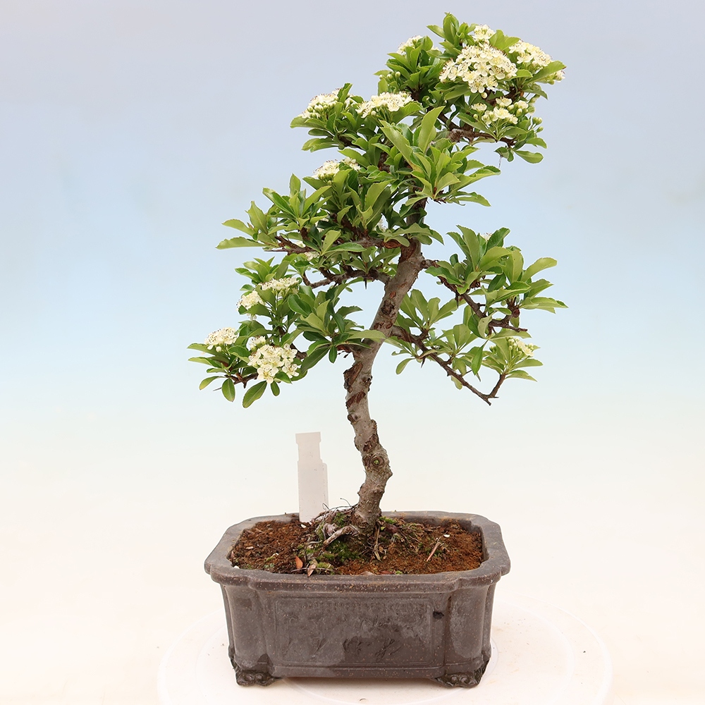 Kültéri bonsai – Pyracantha teton – Vörös tűszem