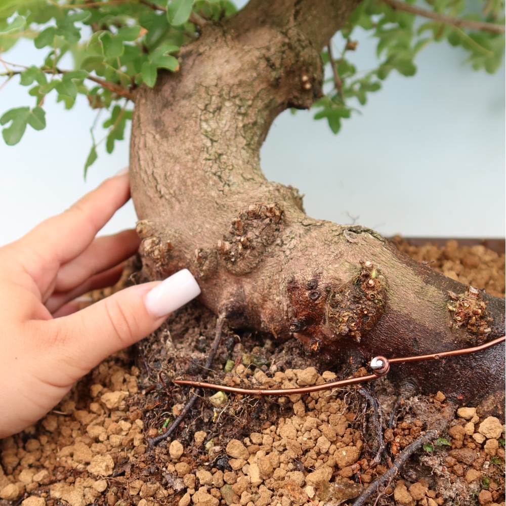 Kültéri bonsai -Javor babyka - Acer campestre