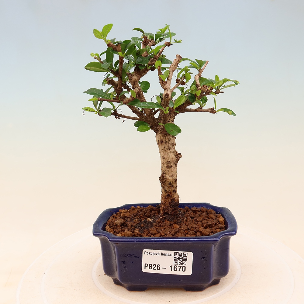 Szobai bonsai - Carmona macrophylla - Tea fuki