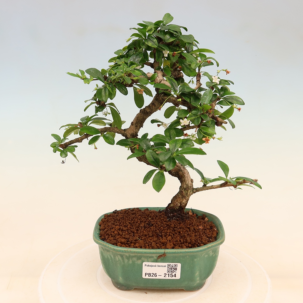 Szobai bonsai - Carmona macrophylla - Tea fuki