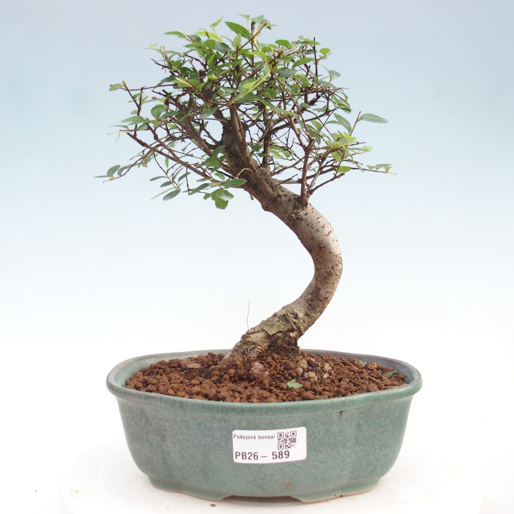 Szobai bonsai - Ulmus parvifolia - Kislevelű szilfa