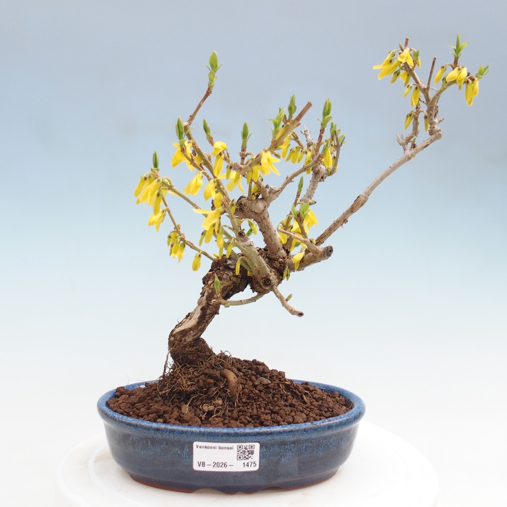 Kültéri bonsai - Zlatice - Forsythia koreana