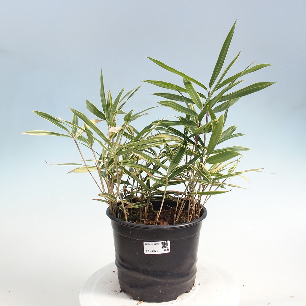 Kültéri bonsai - Sasaella masamuneana Albostriata - Bambusz