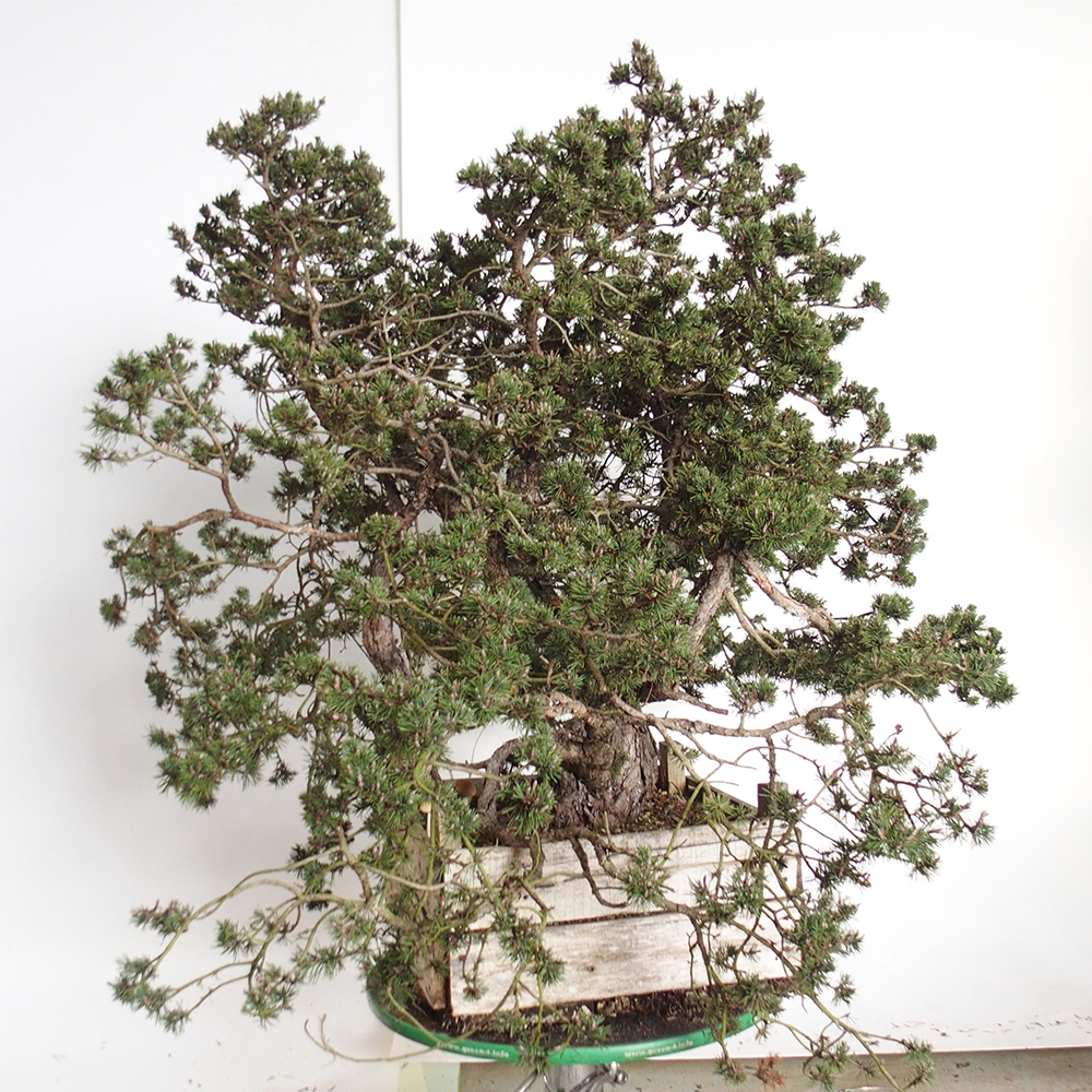 Yamadori - Pinus sylvestris Spanyolország