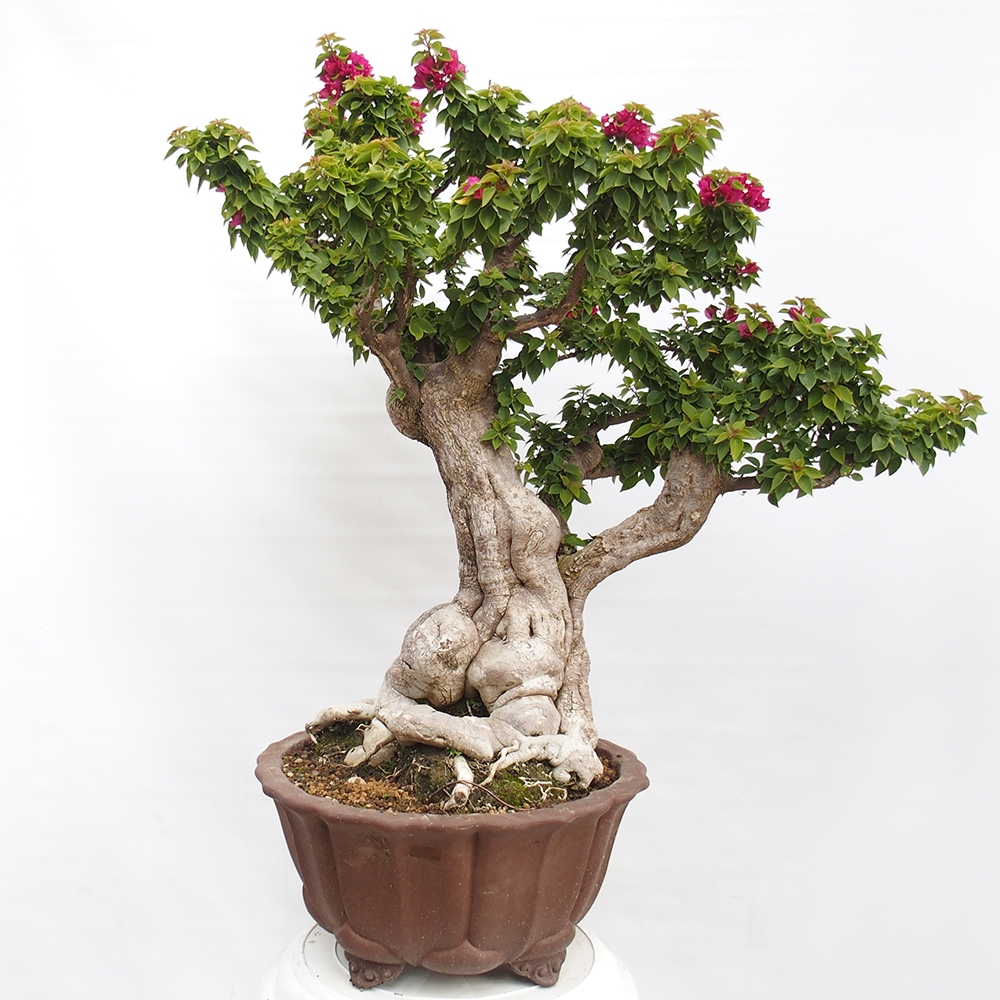 Szoba bonsai - Bouganwilea