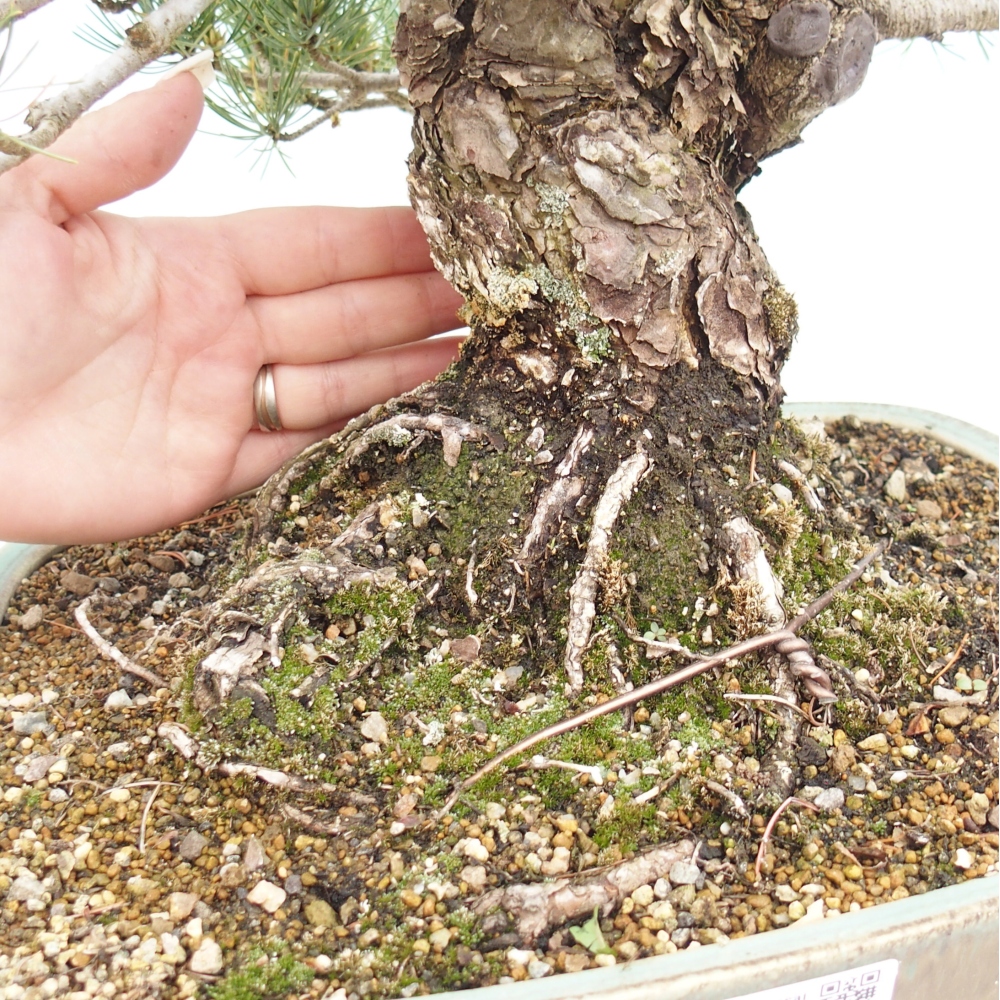 Kültéri bonsai - Pinus parviflora - Pinus parviflora