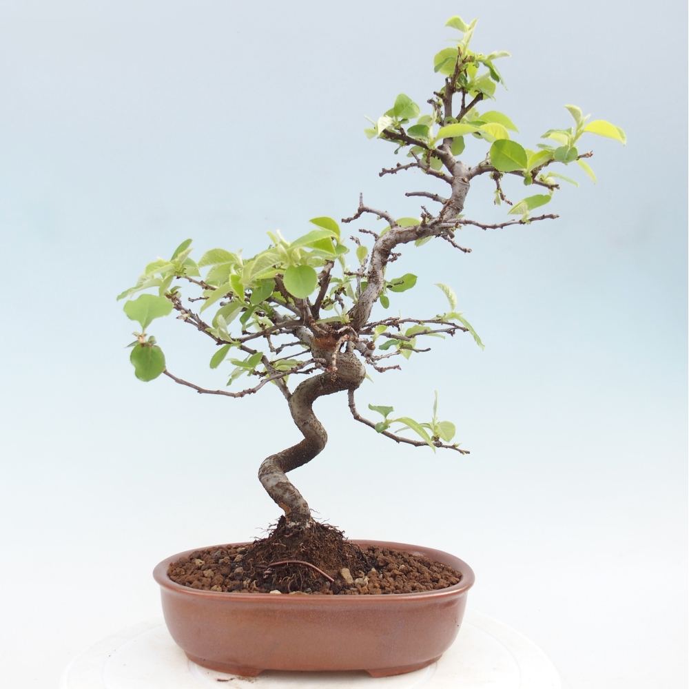 Kültéri bonsai - Chaneomeles chinensis