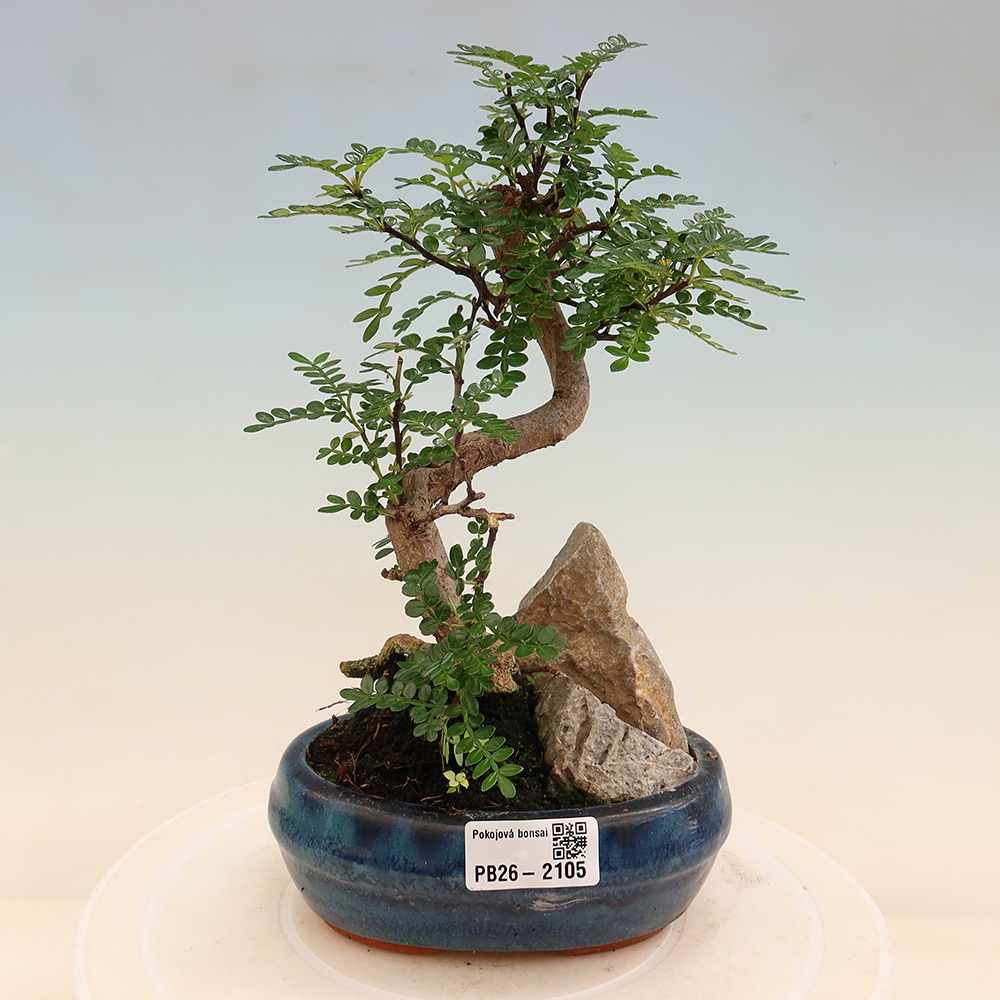 Szobai bonsai - Zantoxylum piperitum - borsfa