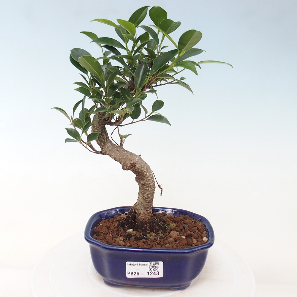Szobai bonsai - Ficus retusa - kislevelű fikusz