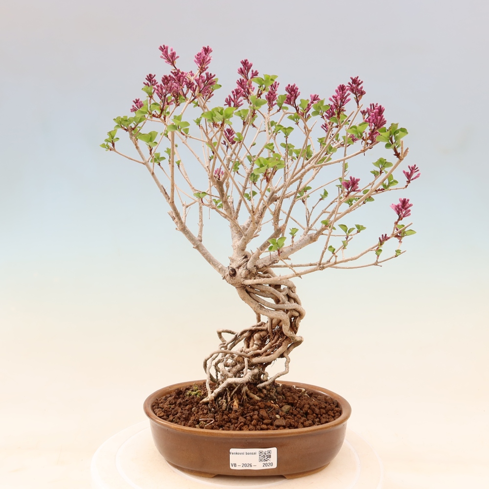 Kültéri bonsai - Syringa microphylla - kisvirágú lila