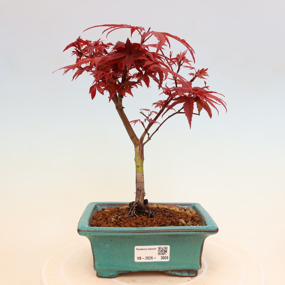 Kültéri bonsai – tenyérlevelű juhar – Acer palmatum Berry Broom 