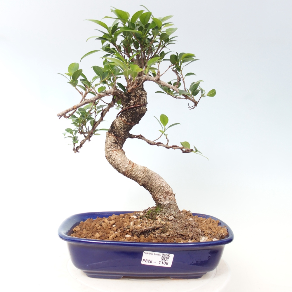 Szobai bonsai - Ficus kimmen - kislevelű fikusz