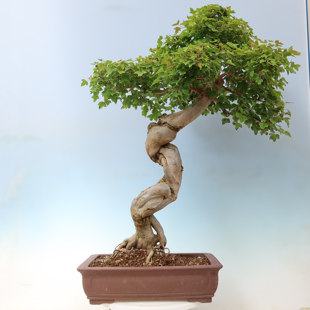 Kültéri bonsai - Acer Buergerianum - Burger juhar