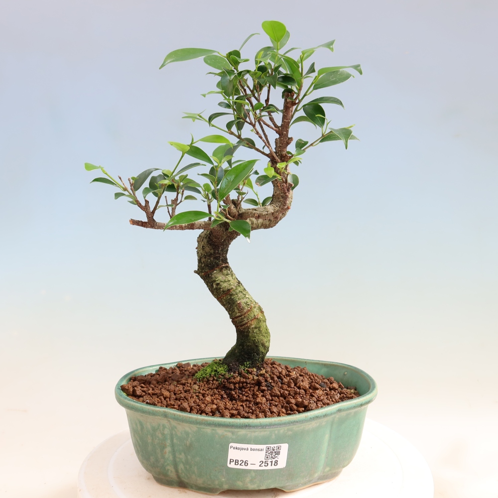 Szobai bonsai - Ficus retusa - kislevelű fikusz