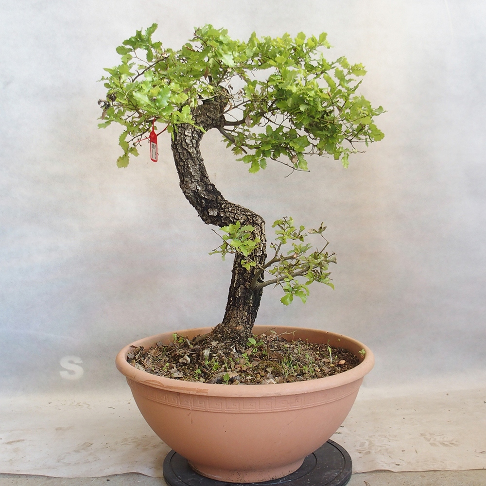 Kültéri bonsai Quercus Cerris - Tölgy Cer