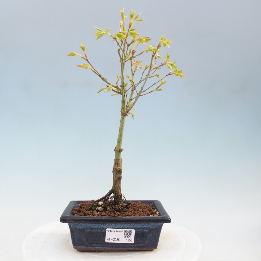 Acer palmatum Aureum - Arany juhar