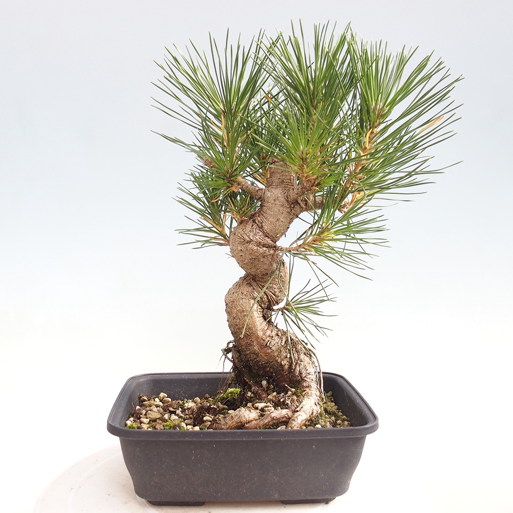 Kültéri bonsai - Pinus thunbergii - Thunberg fenyő