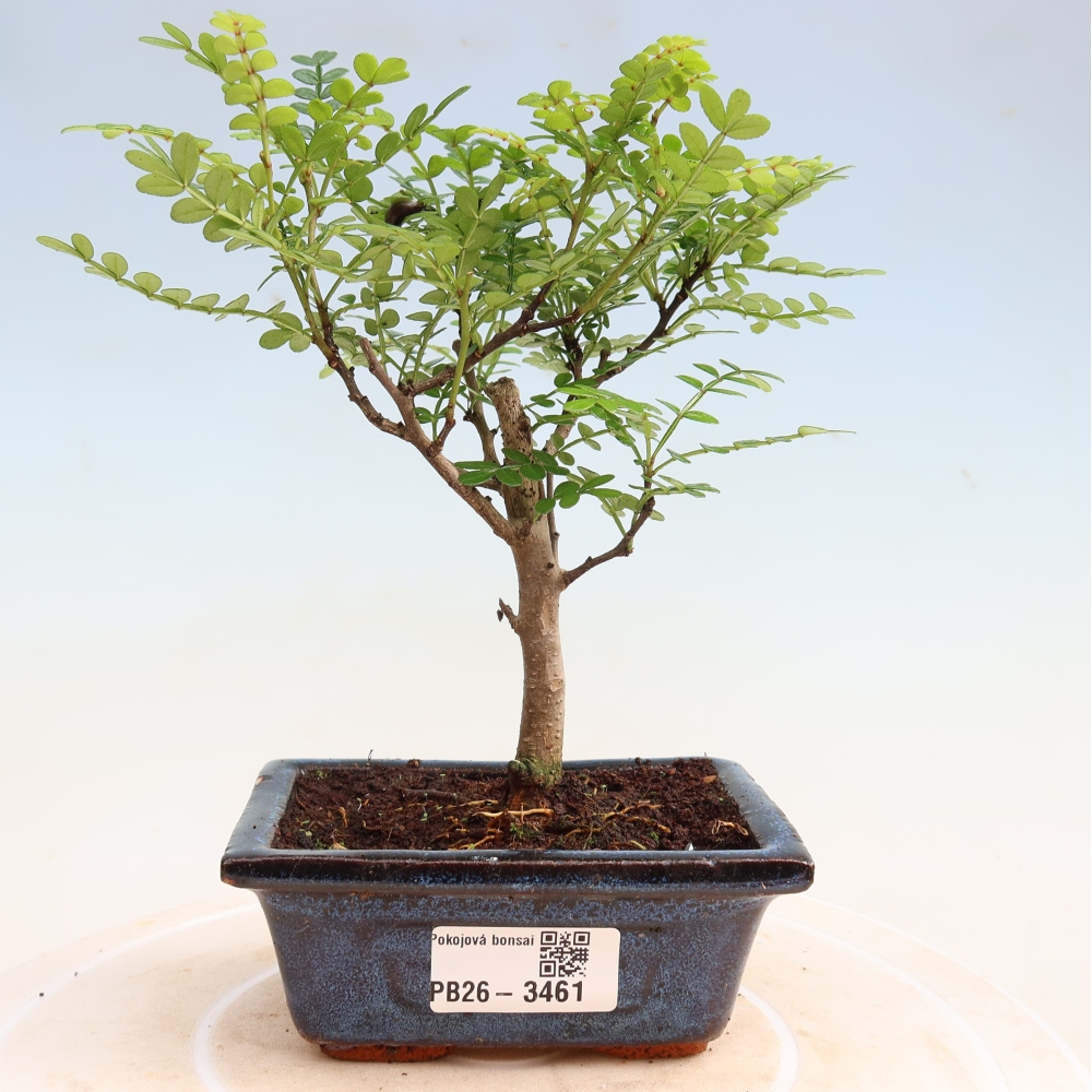 Szobai bonsai - Zantoxylum piperitum - borsfa