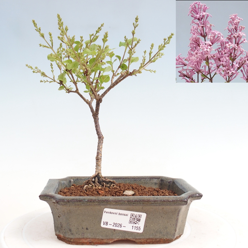 Kültéri bonsai - Syringa Meyeri Palibin - Meyer's Lilac