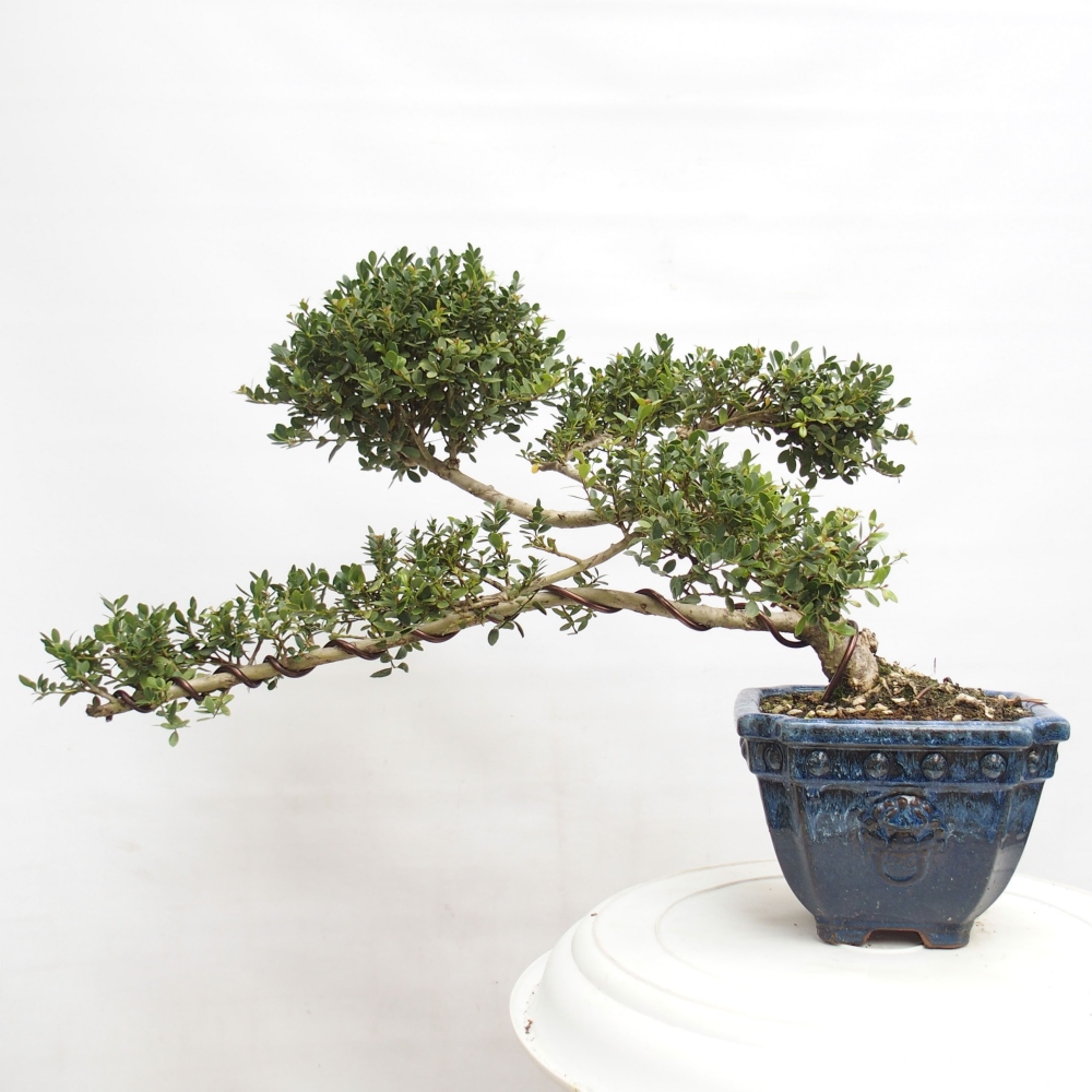 Szobai bonsai - Ilex crenata - Holly