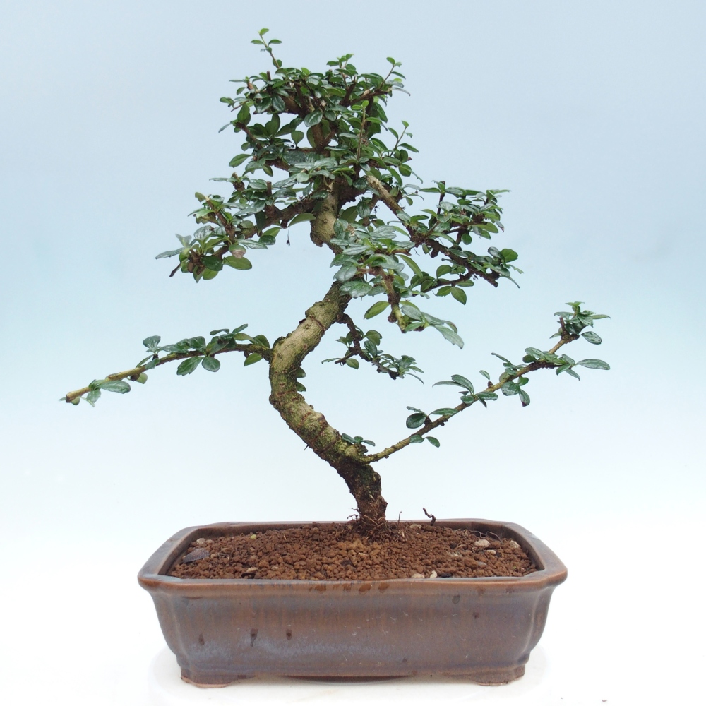 Szobai bonsai - Carmona macrophylla - Tea fuki