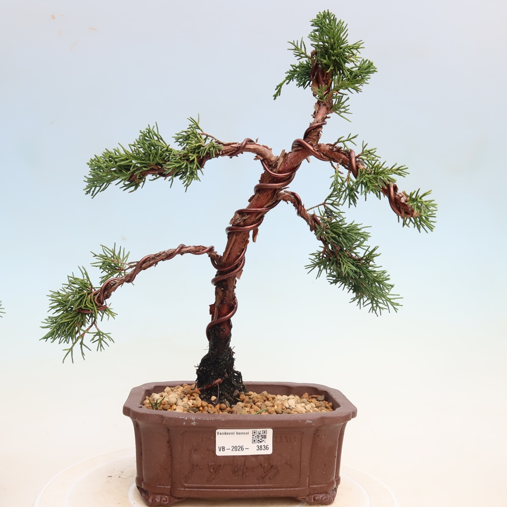 Kültéri bonsai - Juniperus chinensis Kishu