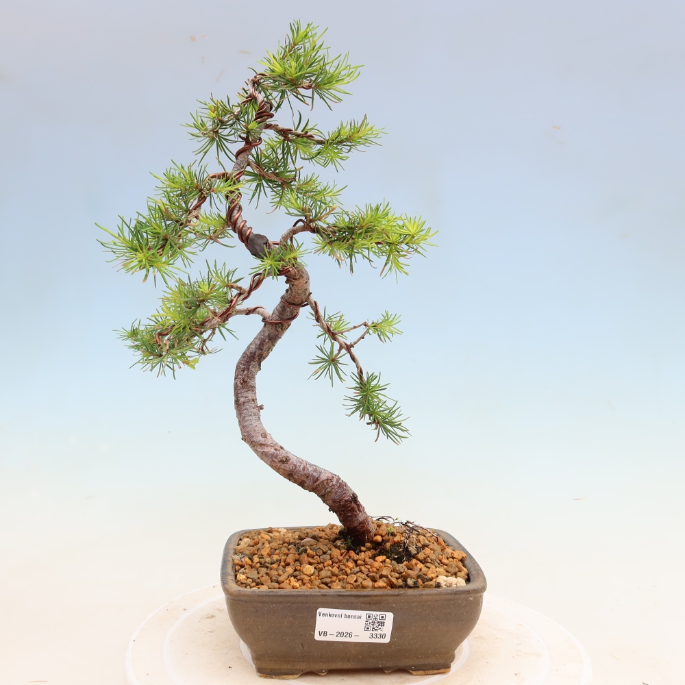 Kültéri bonsai - Larix decidua - vörösfenyő
