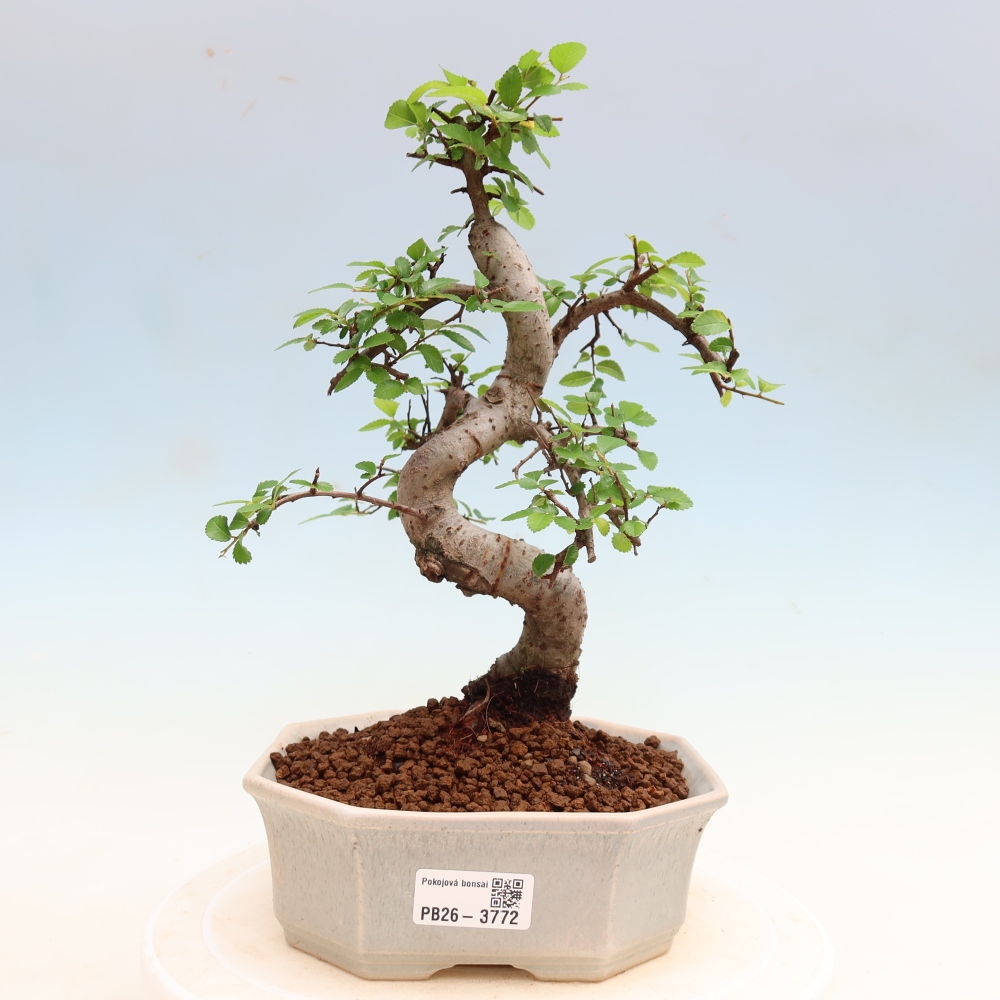 Szobai bonsai - Ulmus parvifolia - Kislevelű szilfa