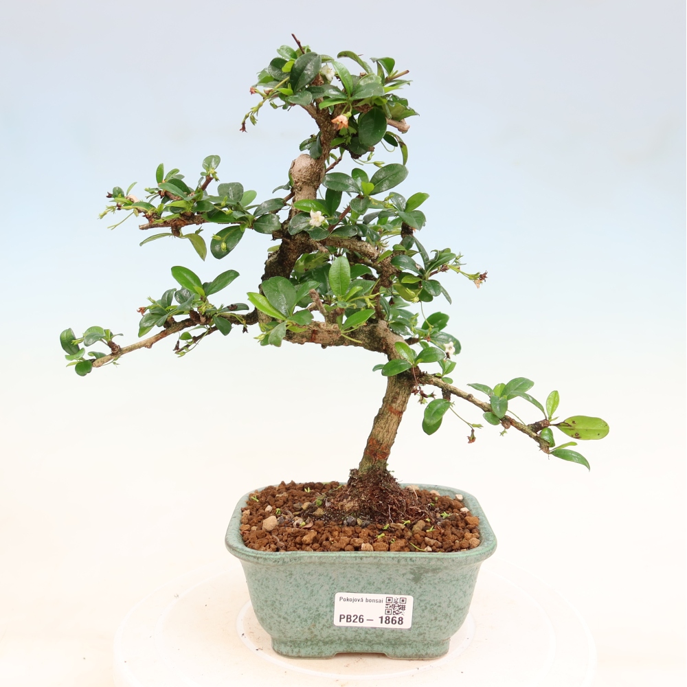 Szobai bonsai - Carmona macrophylla - Tea fuki