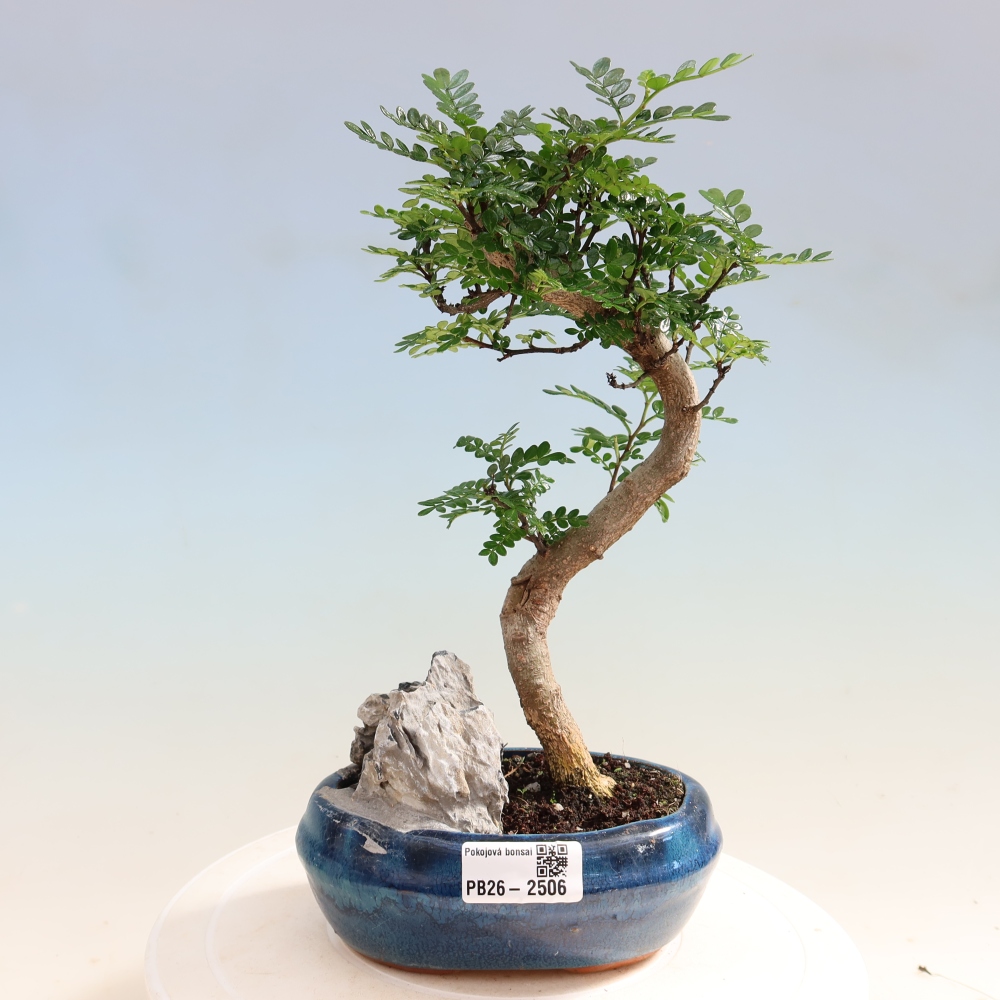 Szobai bonsai - Zantoxylum piperitum - borsfa