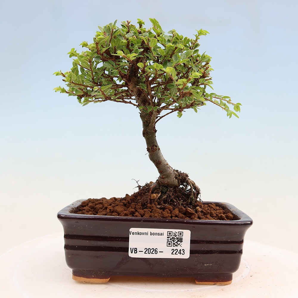 Kültéri bonsai - Ulmus parvifolia Sagei - Kislevelű szilfa