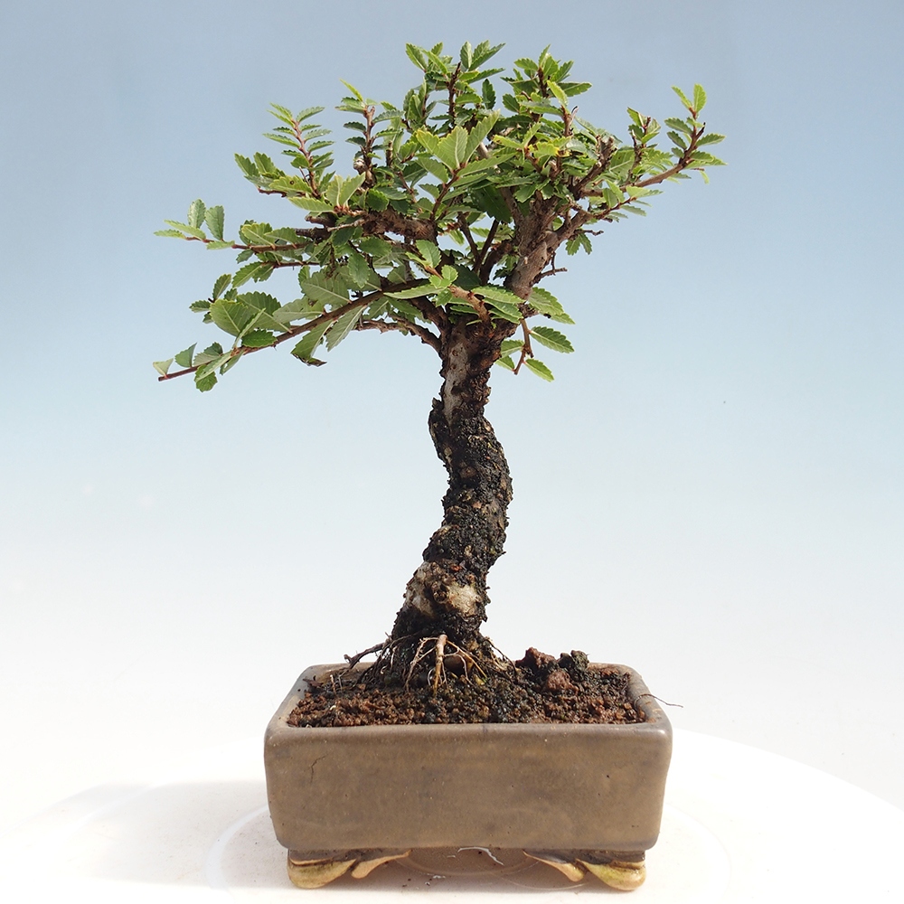 Kültéri bonsai - Zelkova - Zelkova NIRE