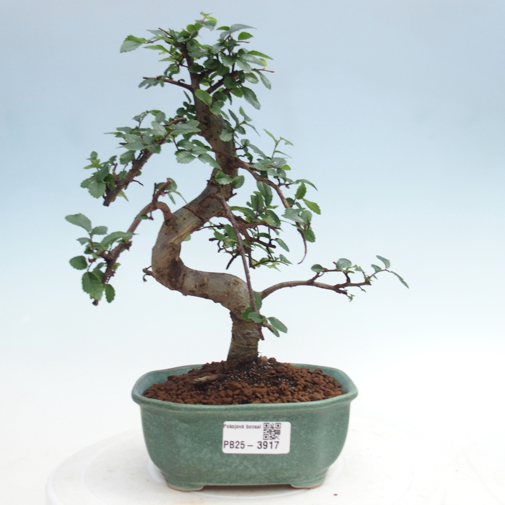 Szobai bonsai - Ulmus parvifolia - Kislevelű szilfa