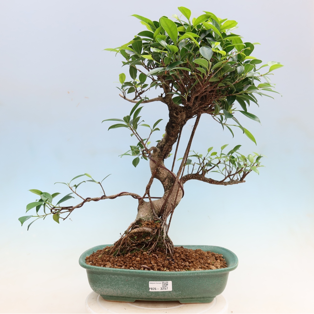 Szobai bonsai - Ficus kimmen - kislevelű fikusz