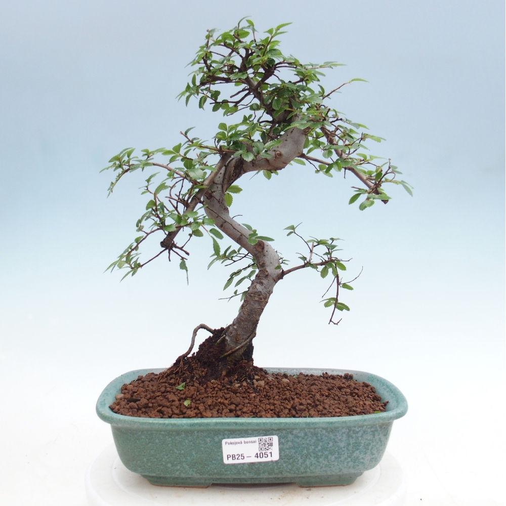 Szobai bonsai - Ulmus parvifolia - Kislevelű szilfa