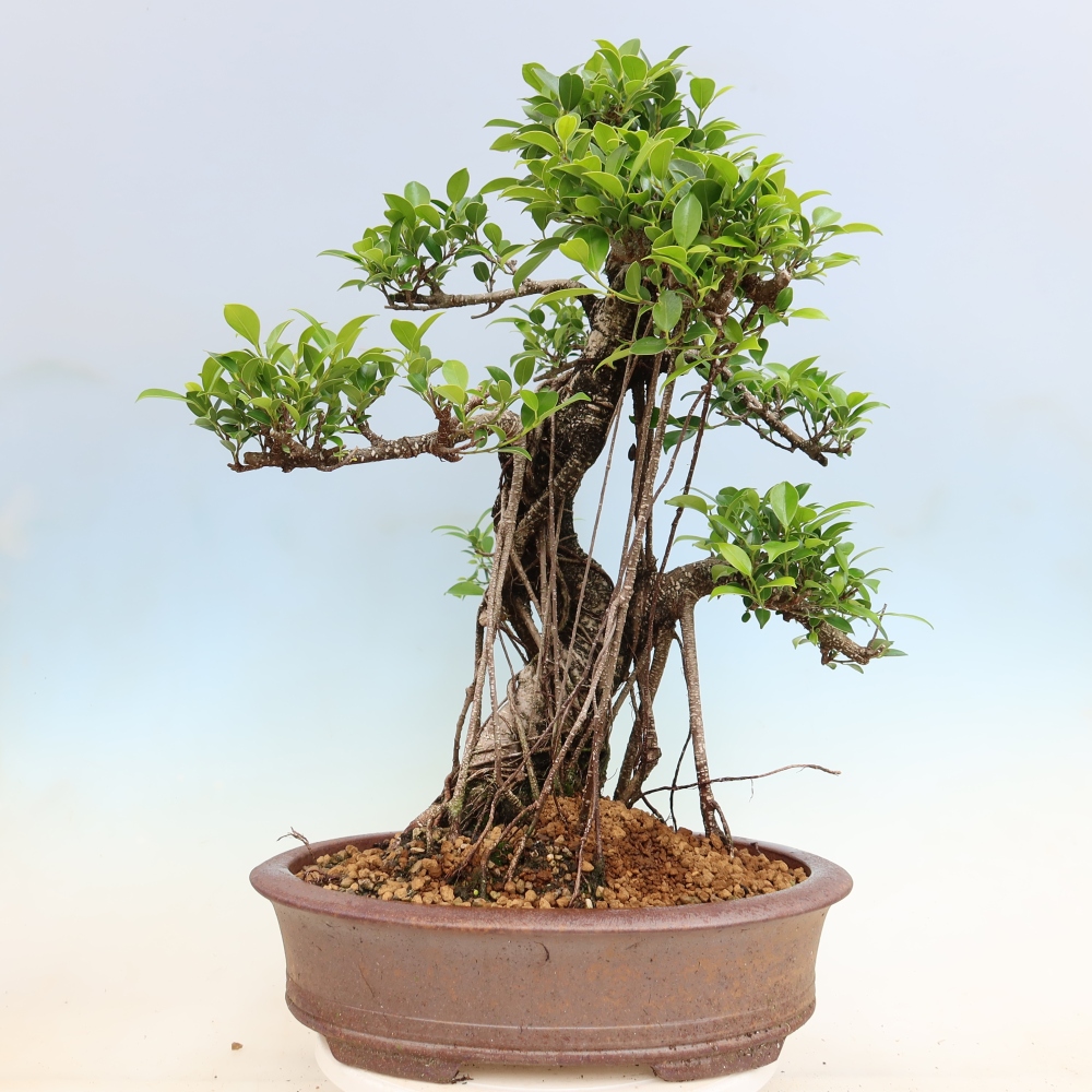 Szobai bonsai - Ficus kimmen - kislevelű fikusz
