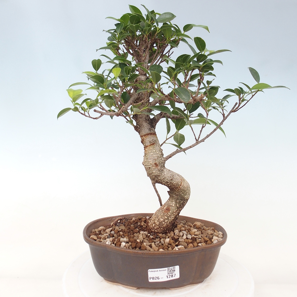 Szobai bonsai - Ficus retusa - kislevelű fikusz