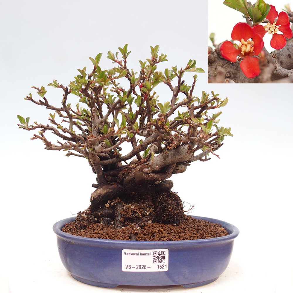 Kültéri bonsai - Chaneomeles speciosa - birs